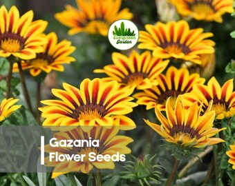 MPB#12 Gazania Seeds New Day Orange Gazania Linearis 15 Thru 200