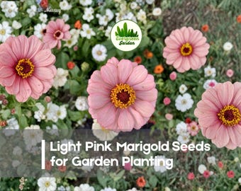 25 Light Pink Marigold Seeds