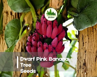 5 Dwarf Pink Banana Tree Seeds
