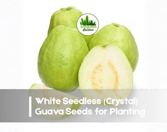 50 White Seedless (Crystal) Guava Seeds