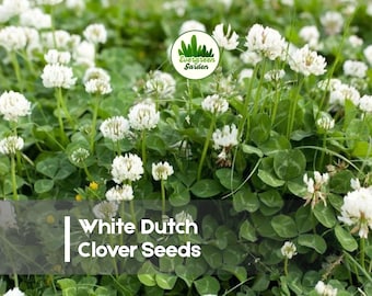 500 White Dutch Clover Seeds