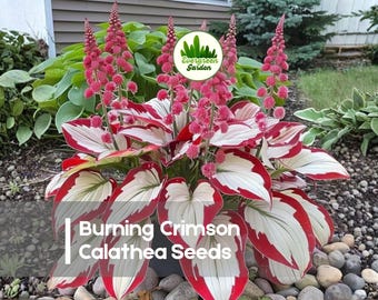 25 Burning Crimson Calathea Seeds