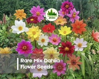 100 Rare Mix Dahlia Flower Seeds