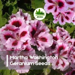 May include: Close-up of Martha Washington Geranium flowers. The blooms are a soft pink with deep burgundy markings. The image includes the text "Martha Washington Geranium Seeds" and a green logo.