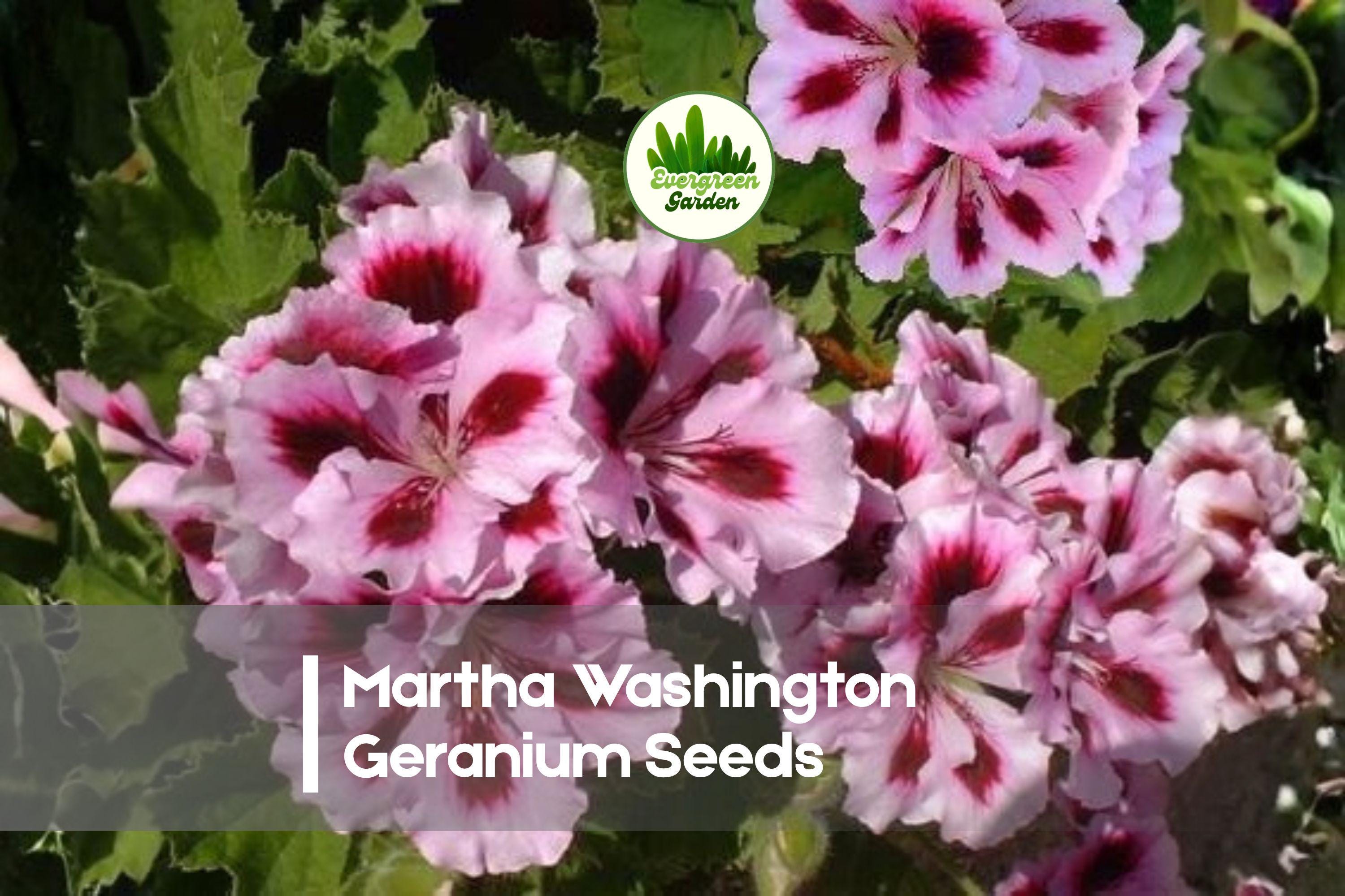 25 Martha Washington Geranium Seeds - Etsy