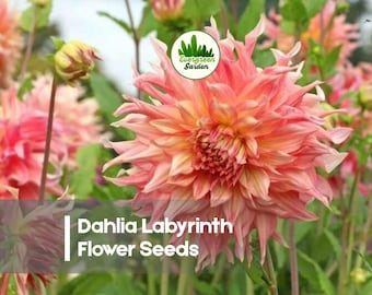 100 Dahlia Labyrinth Flower Seeds
