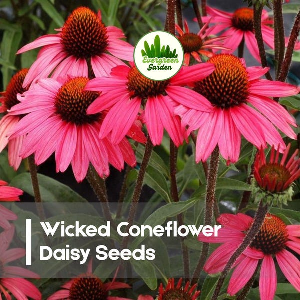 200 Wicked Coneflower Daisy Seeds