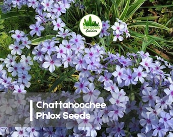 100 Chattahoochee Phlox Seeds