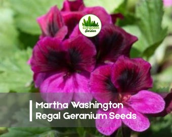 25 Martha Washington Regal Geranium Seeds