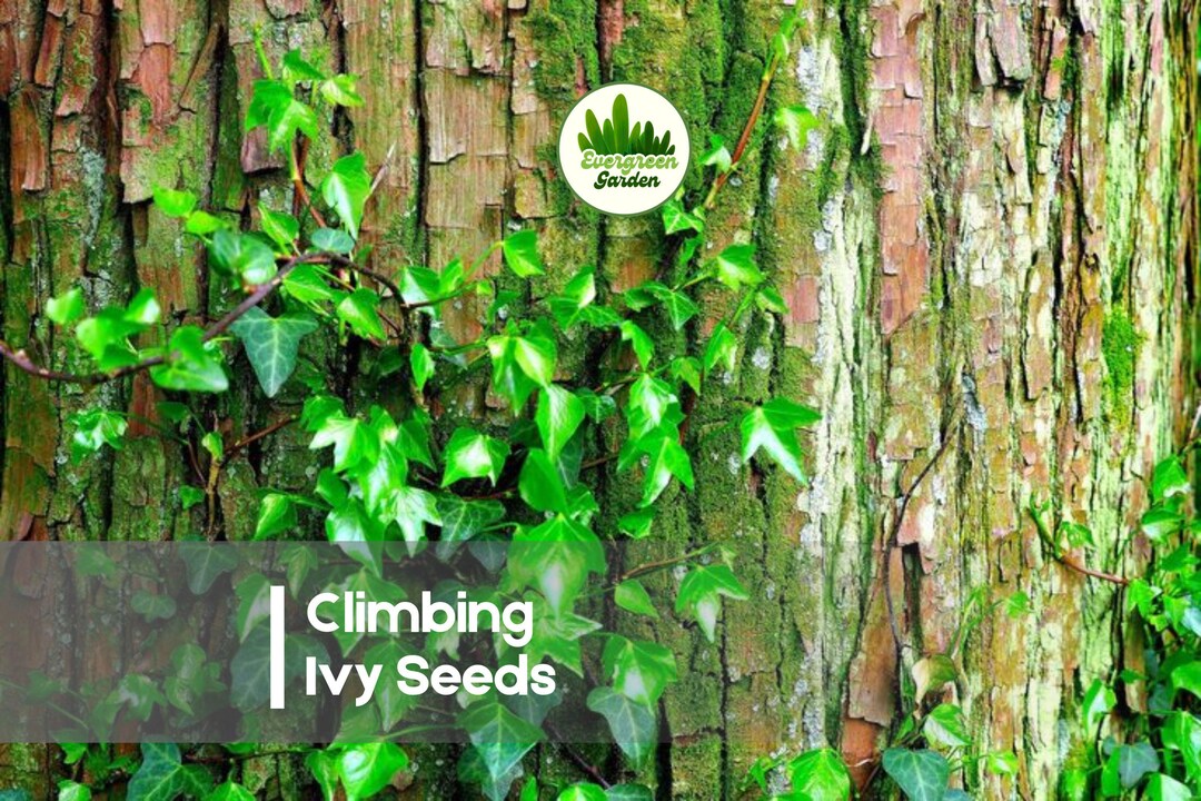 50 Climbing Ivy Seeds - Etsy