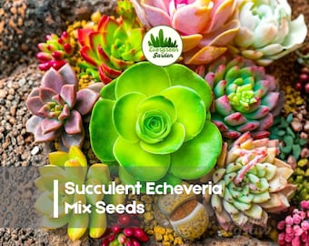 50 Succulent Echeveria Mix Seeds