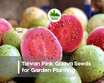 50 Taiwan Pink Guava Seeds