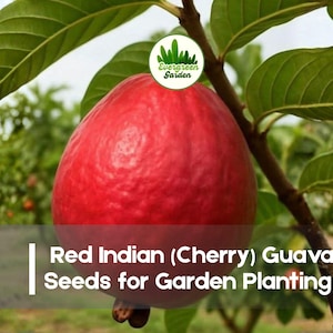 May include: A vibrant red Indian cherry guava fruit hangs from a branch with green leaves. The image includes the text "Red Indian (Cherry) Guava Seeds for Garden Planting" and a logo for Evergreen Garden.