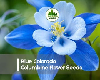 100 Blue Colorado Columbine Flower Seeds
