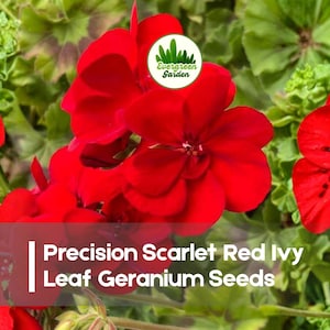 May include: Close-up of vibrant red geranium flowers with green foliage. The image includes the text "Precision Scarlet Red Ivy Leaf Geranium Seeds" and a circular logo with green grass and the words "Evergreen Garden".