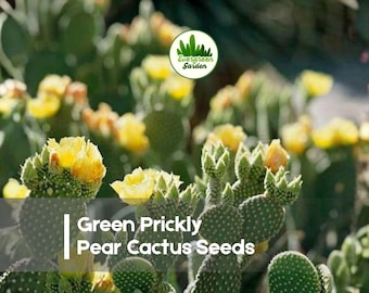 50 Green Prickly Pear Cactus Seeds