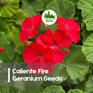 May include: Close-up of vibrant red Caliente Fire Geranium flowers and buds surrounded by lush green leaves. The image includes the text "Caliente Fire Geranium Seeds" and a logo for Evergreen Garden.