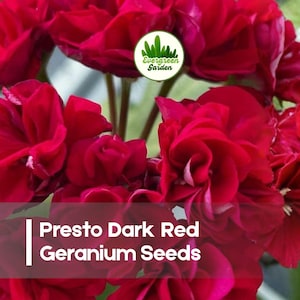 May include: Close-up of vibrant dark red geranium flowers in full bloom. The image features a cluster of layered petals with a deep red hue. Text on the image reads "Presto Dark Red Geranium Seeds" and includes a logo for Evergreen Garden.