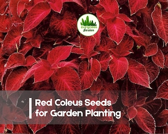 25 Red Coleus Seeds