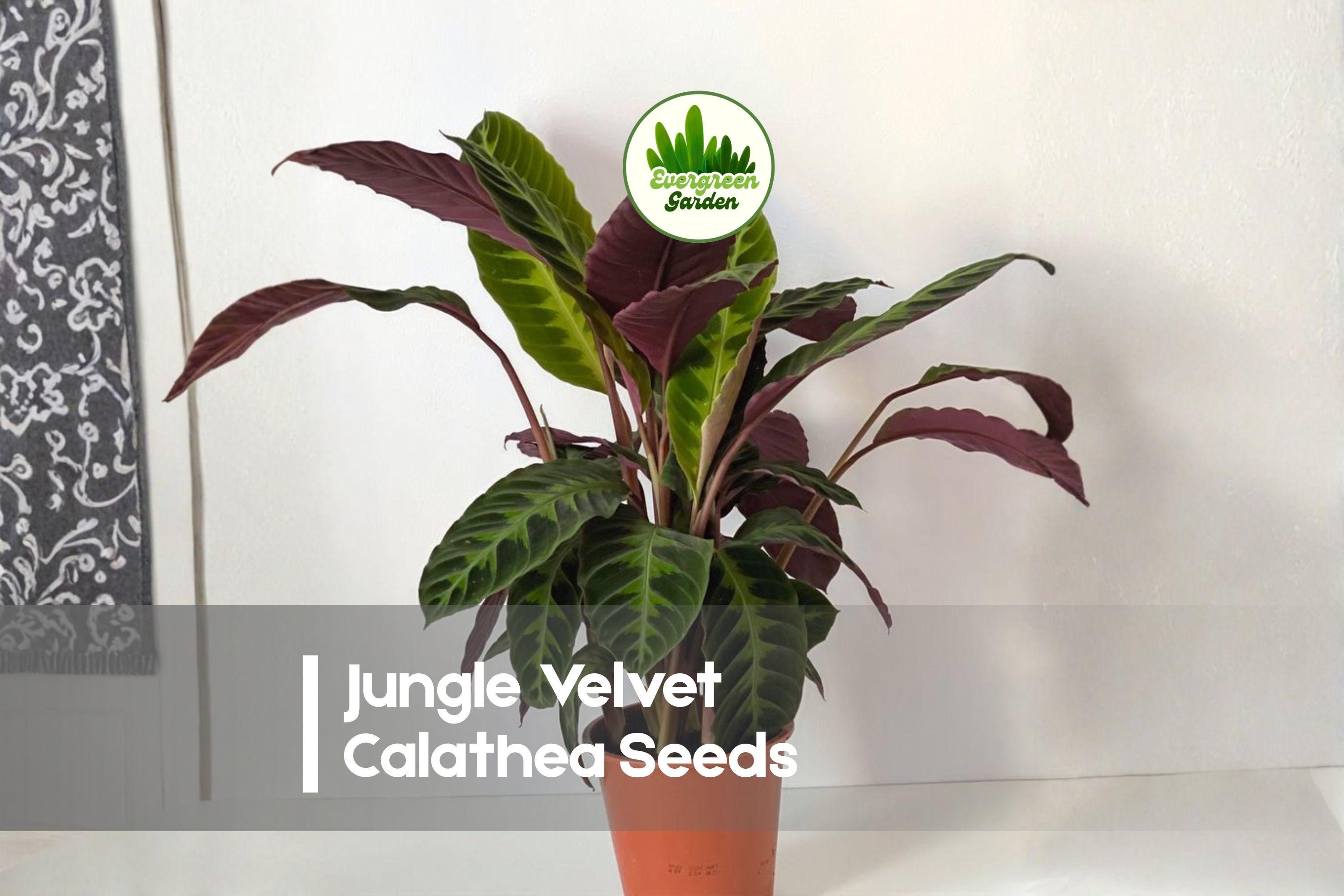 calathea leopardina katze Calathea Leopardina