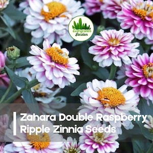 May include: Close-up of Zinnia flowers with white petals edged in pink, surrounding a bright yellow center. The image includes the text "Zahara Double Raspberry Ripple Zinnia Seeds" and a green logo.