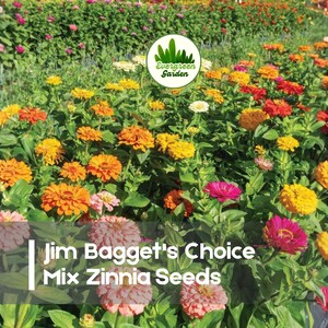 May include: A vibrant garden bed filled with a variety of colorful zinnia flowers in shades of pink, yellow, orange, and red. The image includes the text "Jim Bagget's Choice Mix Zinnia Seeds" and the "Evergreen Garden" logo.
