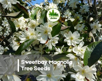 20 Sweetbay Magnolia Tree Seeds