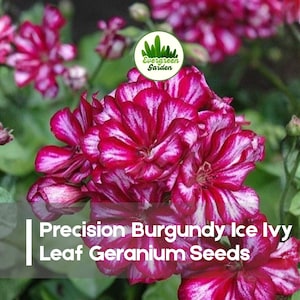 May include: Close-up of vibrant burgundy and white geranium flowers. The petals display a striking striped pattern. The image includes the text "Precision Burgundy Ice Ivy Leaf Geranium Seeds" and a green logo.