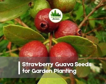 50 Strawberry Guava Seeds