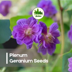May include: Close-up of vibrant purple Plenum Geranium flowers with multiple petals. The image includes the text "Plenum Geranium Seeds" and a logo for "Evergreen Garden". The flowers are surrounded by green foliage.
