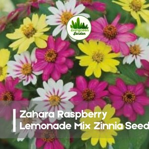 May include: A vibrant mix of Zinnia flowers in shades of yellow, white, and raspberry. The image features a close-up of the blooms, showcasing their layered petals and contrasting centers. Text on the image reads "Zahara Raspberry Lemonade Mix Zinnia Seeds."