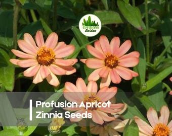 100 Profusion Apricot Zinnia Seeds