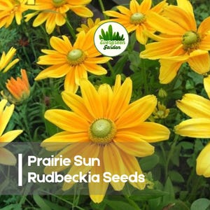 May include: Close-up of vibrant yellow Prairie Sun Rudbeckia flowers with dark centers. The image includes the text "Prairie Sun Rudbeckia Seeds" and a logo for Evergreen Garden. The flowers are in full bloom.
