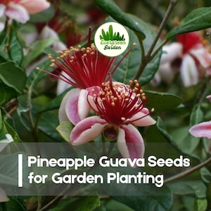 May include: Close-up of Pineapple Guava flowers with red stamens and white and pink petals. The image includes the text "Pineapple Guava Seeds for Garden Planting" and the Evergreen Garden logo.