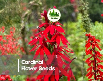 100 Cardinal Flower Seeds