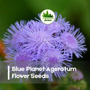 May include: Close-up of a cluster of Blue Planet Ageratum flowers, showcasing their vibrant purple color and delicate, spiky petals. The image includes the text "Blue Planet Ageratum Flower Seeds" and the "Evergreen Garden" logo.