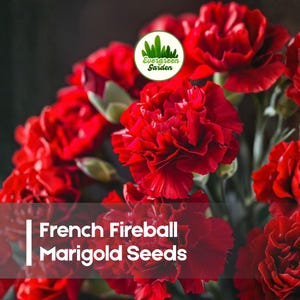 May include: A close-up of vibrant red French Fireball Marigold flowers. The image features a lush bouquet of fully bloomed flowers with layered petals. The text "French Fireball Marigold Seeds" is displayed at the bottom of the image.