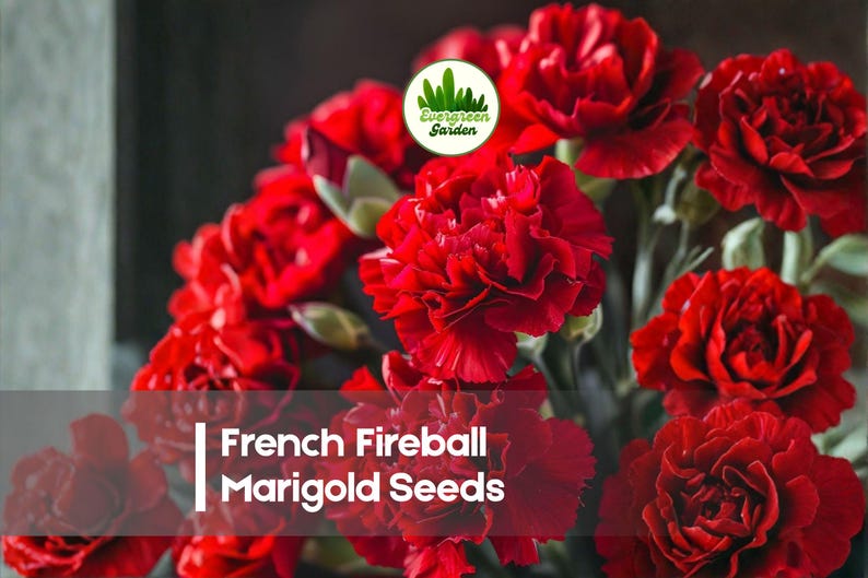 May include: A close-up of vibrant red French Fireball Marigold flowers. The image features a lush bouquet of fully bloomed flowers with layered petals. The text "French Fireball Marigold Seeds" is displayed at the bottom of the image.