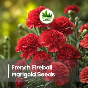 May include: Close-up of vibrant red French Fireball Marigold flowers in full bloom. The image features a cluster of the flowers with lush green foliage and the text "French Fireball Marigold Seeds". The flowers are in focus with a blurred background.