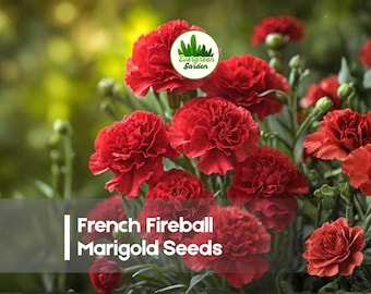 25 French Fireball Marigold Seeds