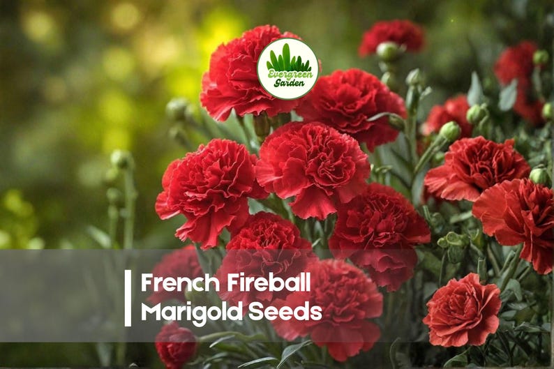 May include: Close-up of vibrant red French Fireball Marigold flowers in full bloom. The image features a cluster of the flowers with lush green foliage and the text "French Fireball Marigold Seeds". The flowers are in focus with a blurred background.