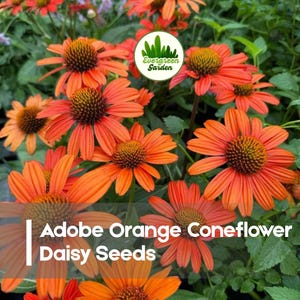 May include: Close-up of vibrant orange Adobe Orange Coneflower Daisy Seeds. The flowers have a prominent dark brown center and bright orange petals. The image is filled with lush green foliage, creating a natural and colorful scene.
