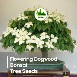 Dogwood Bonsai Tree - Etsy