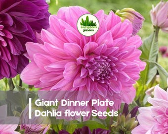 100 Giant Dinner Plate Dahlia flower Seeds