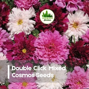 May include: A vibrant assortment of mixed cosmos flowers in shades of pink, white, and burgundy. The image features a close-up view of the fully bloomed flowers, with a yellow center. Text on the image reads "Double Click Mixed Cosmos Seeds".