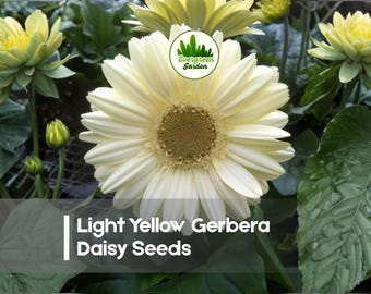 200 Light Yellow Gerbera Daisy Seeds