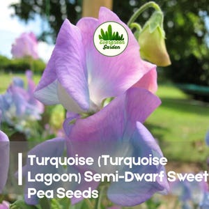May include: Close-up of a cluster of sweet pea flowers in shades of purple, pink, and blue. The image includes the text "Turquoise (Turquoise Lagoon) Semi-Dwarf Sweet Pea Seeds" and a green logo.