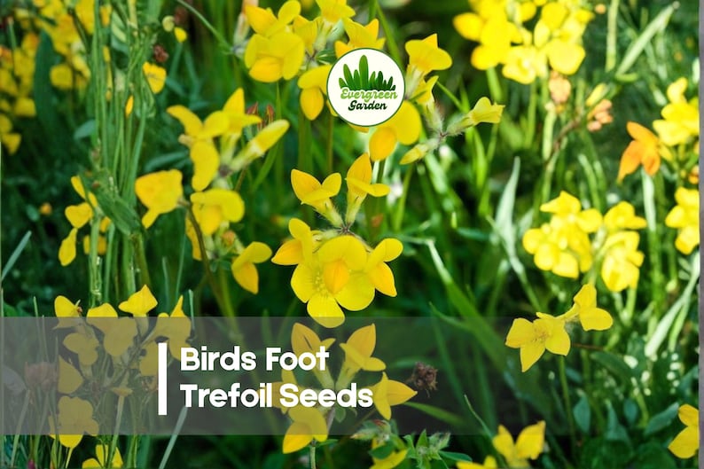 EvergreengardenID Birds Foot Trefoil Seeds