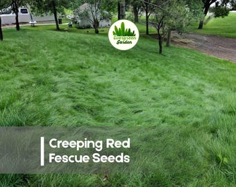 1,000 Creeping Red Fescue Seedss