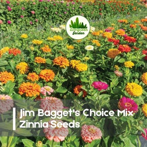 May include: A vibrant field of colorful Zinnia flowers in shades of red, orange, yellow, pink, and white. The image includes the text "Jim Bagget's Choice Mix Zinnia Seeds" and the Evergreen Garden logo.